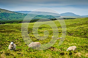 Sheep Near Glen Brittle photo