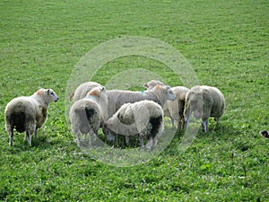 Sheep grazing in lush green farm land