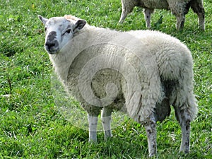 Sheep grazing in lush green farm land