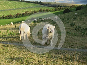 Sheep grazing in lush green farm land