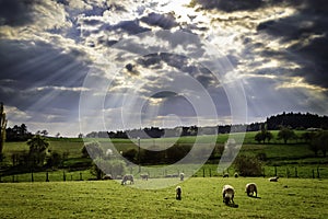 Sheep grazing the meadow