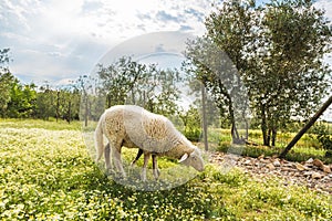 Sheep grazing on the meadow in front of the house.