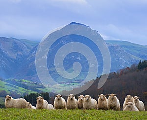Sheep grazing in a meadow with Mount Txindoki in the background, Gipuzkoa, Euskadi photo