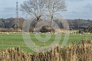 Sheep grazing in a meadow near river Oude IJssel