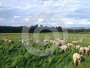Sheep grazing meadow switzerland