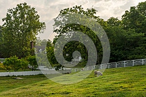 Sheep grazing in meadow in Williamsburg Virginia photo