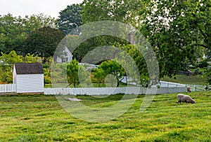 Sheep grazing in meadow in Williamsburg Virginia photo