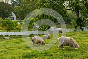 Sheep grazing in meadow in Williamsburg Virginia photo