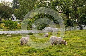 Sheep grazing in meadow in Williamsburg Virginia photo