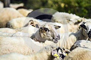Sheep grazing in meadows in the Durmitor Mountains in Montenegro