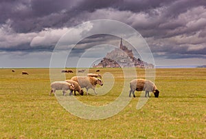 Sheep grazing in the meadows of Normandy on a gloomy day.