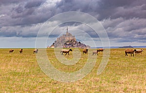 Sheep grazing in the meadows of Normandy on a gloomy day.