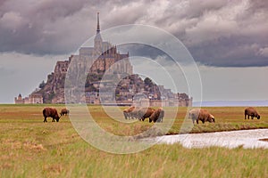 Sheep grazing in the meadows of Normandy on a gloomy day.