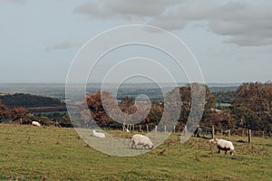 Sheep grazing in Mendip Hills, Somerset, UK