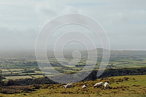 Sheep grazing in Mendip Hills, Somerset, UK