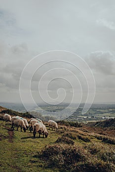 Sheep grazing in Mendip Hills, Somerset, UK