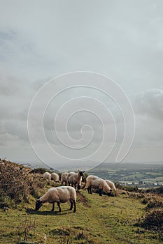 Sheep grazing in Mendip Hills, Somerset, UK, scenic view