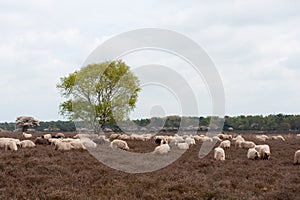 Sheep grazing in moorland photo