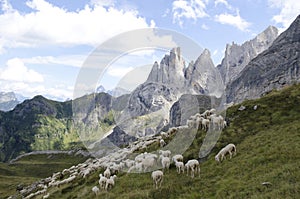 Sheep grazing in mountain