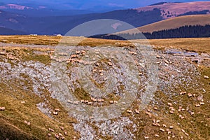 Sheep grazing on the mountain side