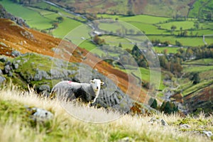 Sheep grazing in the mountains over Great Langdale valley in the Lake District, famous for its glacial ribbon lakes and rugged