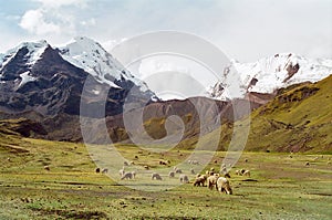 Sheep grazing in mountains, Peru