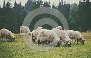 Sheep grazing in mountains in spring