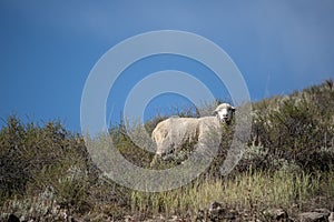 Sheep Grazing on Mountainside in Idaho