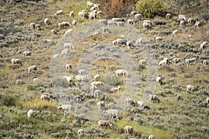 Sheep Grazing on Mountainside in Idaho