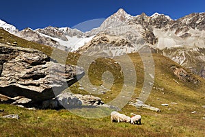 Sheep grazing near the Matterhorn, Zermatt Switzerland