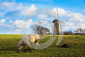 Sheep grazing near the mill. Rustic Dutch landscape.