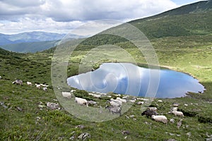 Sheep grazing near the mountain lake.