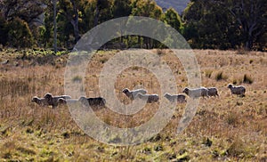 Sheep grazing near Oberon. NSW. Australia.