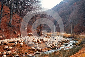 Sheep grazing near the river