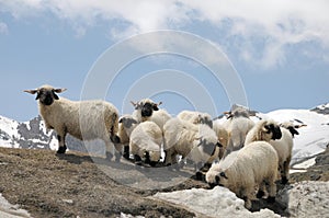 Sheep grazing near Schwarzsee