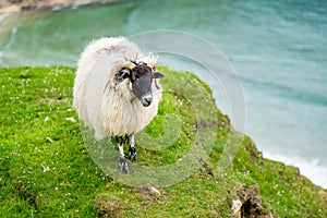 Sheep grazing near Silver Strand, a sandy beach in a sheltered, horseshoe-shaped bay, situated at Malin Beg, near Glencolmcille,