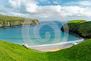 Sheep grazing near Silver Strand, a sandy beach in a sheltered, horseshoe-shaped bay, situated at Malin Beg, near Glencolmcille,