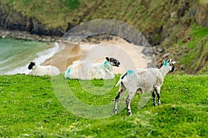 Sheep grazing near Silver Strand, a sandy beach in a sheltered, horseshoe-shaped bay, situated at Malin Beg, near Glencolmcille,