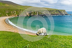 Sheep grazing near Silver Strand, a sandy beach in a sheltered, horseshoe-shaped bay, situated at Malin Beg, near Glencolmcille,