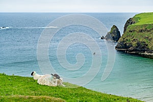 Sheep grazing near Silver Strand, a sandy beach in a sheltered, horseshoe-shaped bay, situated at Malin Beg, near Glencolmcille,