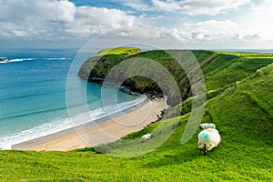 Sheep grazing near Silver Strand, a sandy beach in a sheltered, horseshoe-shaped bay, situated at Malin Beg, near Glencolmcille,