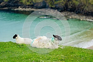 Sheep grazing near Silver Strand, a sandy beach in a sheltered, horseshoe-shaped bay, situated at Malin Beg, near Glencolmcille,