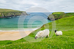 Sheep grazing near Silver Strand, a sandy beach in a sheltered, horseshoe-shaped bay, situated at Malin Beg, near Glencolmcille,