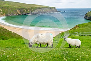 Sheep grazing near Silver Strand, a sandy beach in a sheltered, horseshoe-shaped bay, situated at Malin Beg, near Glencolmcille,