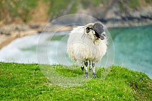 Sheep grazing near Silver Strand, a sandy beach in a sheltered, horseshoe-shaped bay, situated at Malin Beg, near Glencolmcille,