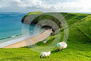 Sheep grazing near Silver Strand, a sandy beach in a sheltered, horseshoe-shaped bay, situated at Malin Beg, near Glencolmcille,