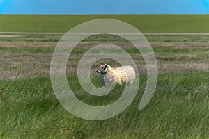 Sheep grazing near Westerhever Lighthouse, Germany, Baltic Sea