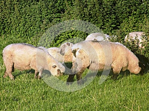 Sheep Grazing Next to Hedge.