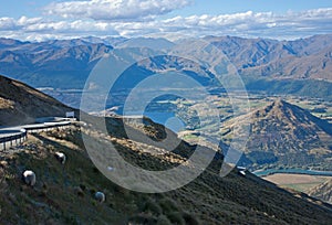 Sheep grazing next to a road leading to the Remarkables Ski Resort near Queenstown in New Zealand. In the background a stunning