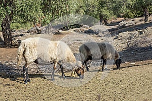 Sheep grazing on an olive plantation in Thassos island, East Macedonia and Thrace, Greece